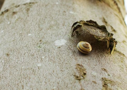 snail on the bark of the tree outdoor