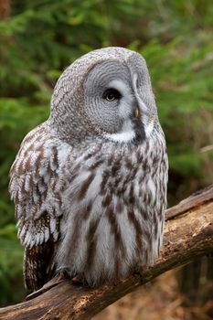 Great grey owl sitting on a branch