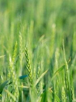 Green wheat plant on a field