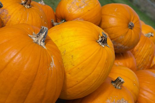 Pumpkins lines up during the Halloween and Thanksgiving Holiday.