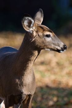 Side view of a White Tailed Deer in the Wild.