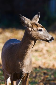 Close-up side view of a White Tailed Doe.