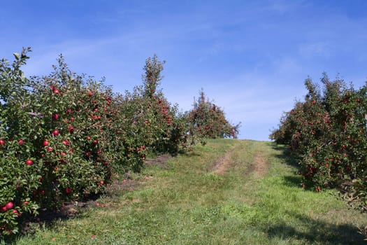 Apple Orchard trees full of rippend apples.