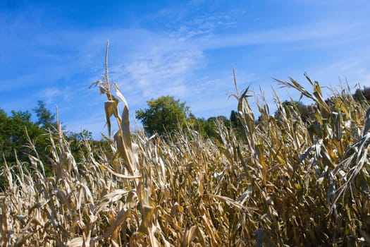 Corn field over a blue sky and clouds.
