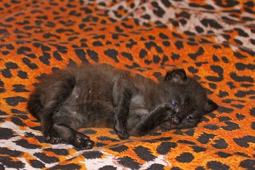 Small black kitten lying on the dappled sheet