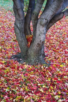 Tree dropped all it's leaves and left a layer on the ground.