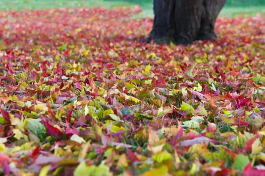 Tree dropped all it's leaves and left a layer on the ground.