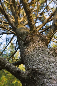 looking up at the sky from the base of a tree.