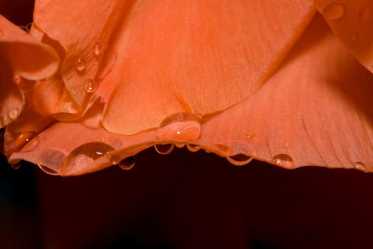 Beautiful Orange Rose Pedal with water drops.