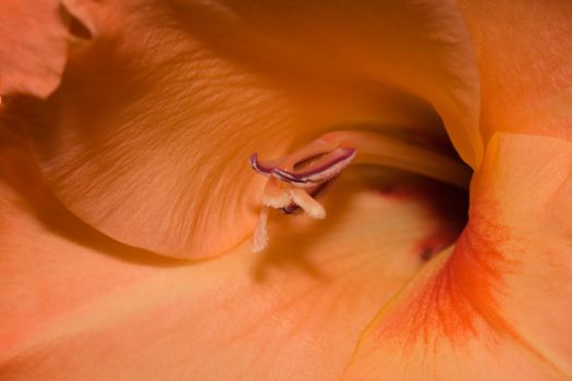 A Close up shot of an Orange Lily and stamen.