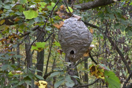 Paper Wasp Nest hanging from a tree.