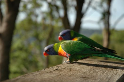 Australia parrots at Mt Tamborine in Queensland.