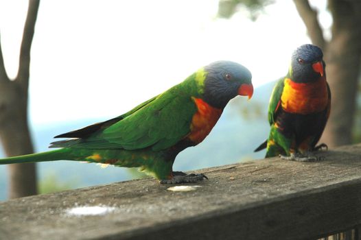 Two parrots sitting on the fence.