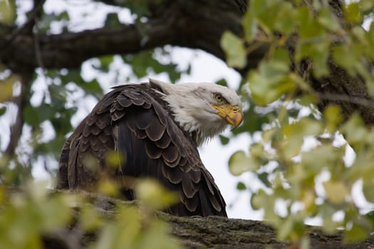 American Bald Eagle perched in a tree.