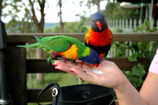 Two "wild" parrots at Mt Tamborine.