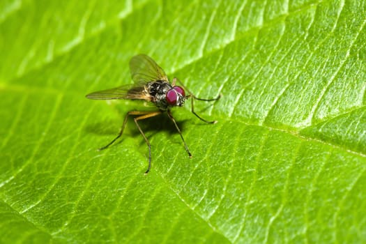 A Common house Fly on a Leaf.