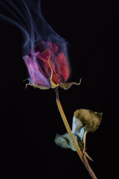 Smoking Red Rose, a symbol of a burning love, or one that burnt out.