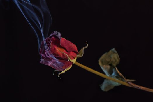 Smoking Red Rose. A symbol of a burning love, or one that burnt out.