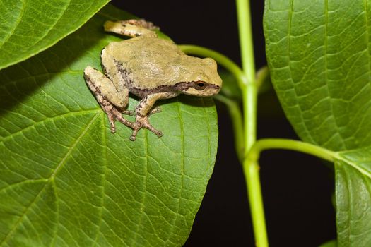 Cope's Gray Tree frog on a leaf.