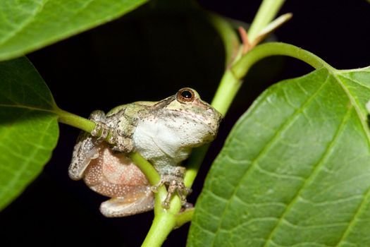 Cope's Gray Tree frog hanging from a leaf branch.