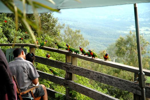 Parrots sitting on the fence at Mt Tamborine in Queensland.
