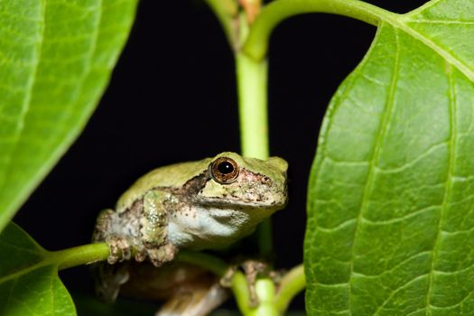 Cope's Gray Tree frog on a leaf.