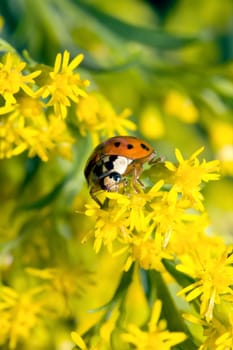 Asian Ladybug Beetle, (Harmonia axyridis) on a yellow flower.