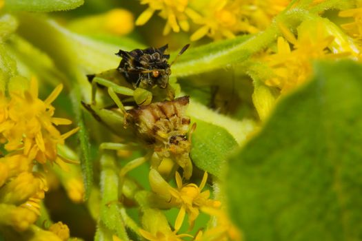 A pair of Ambush bugs (Phymata erosa) mating in goldenrod flowers.