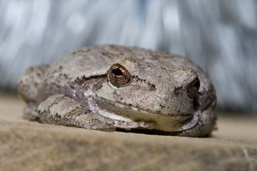 Cope's Gray Tree Frog resting on a ledge.