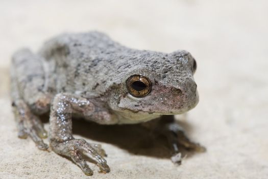 Cope's Gray Tree Frog sunning on a leadge.