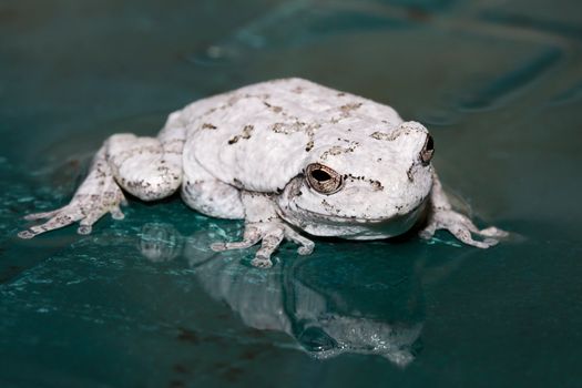 Cope's Gray Tree Frog resting in water.