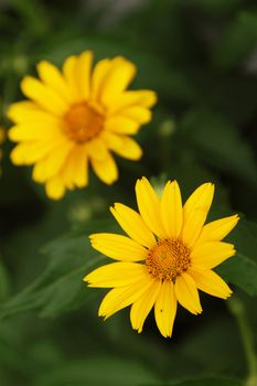 Yellow arnica flowers in a garden