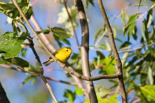 American Goldfinch perched on a tree branch.