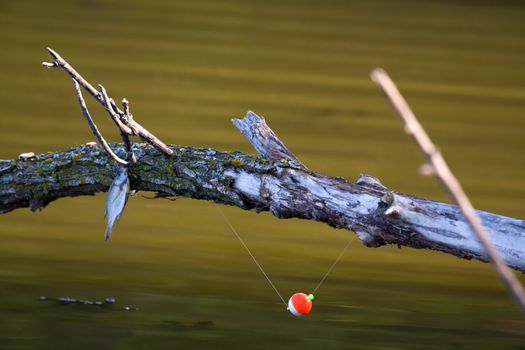 Fish and line snagged on a tree branch.