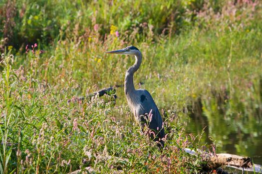 Great Blue Heron fishing at the edge of the pond.