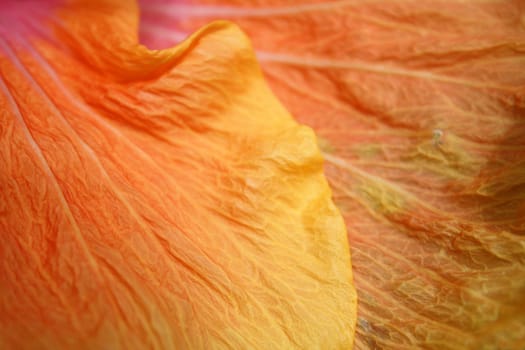 A background of a macro view of flower petals.