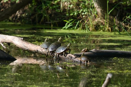 Four Painted Turtles Basking in the Sun.