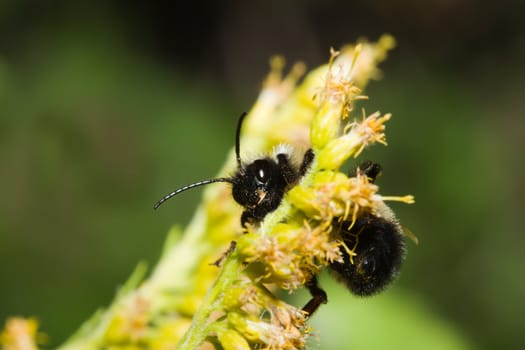 Golden Northern Bumblebee climbing on a yellow flower.