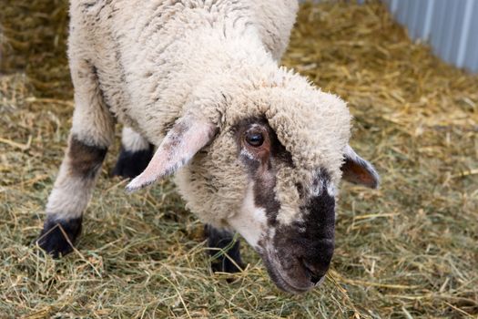 Lamb Looking Curious as people approach to look.