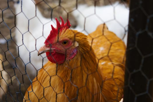 A closeup portrait of a hen staring with one eye.
