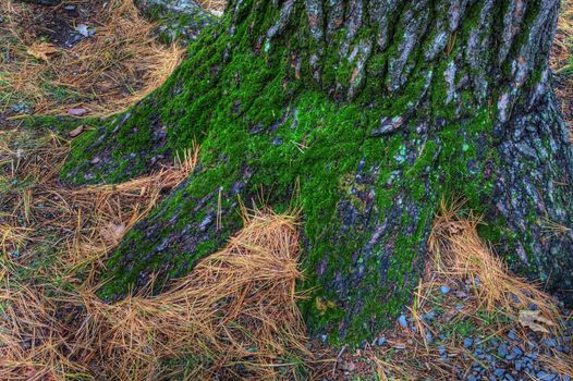 Moss covers the roots of a very old tree.
