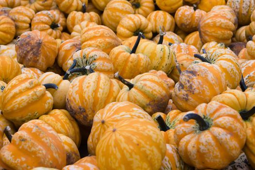 A mountain of Gourds during the fall season.