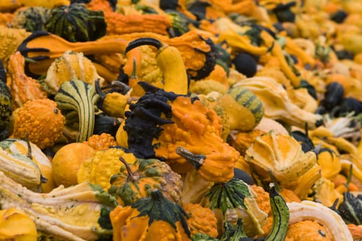 A mountain of Gourds during the fall season.