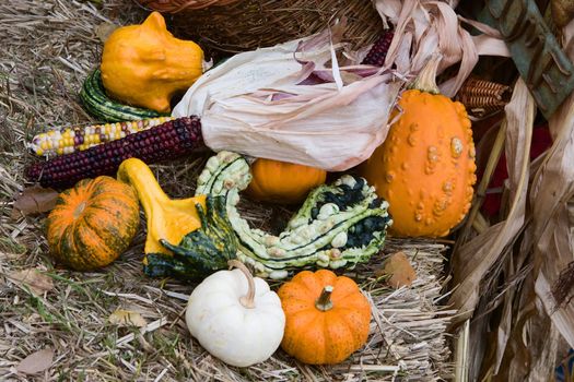Gourds and Indian Corn during the fall season.
