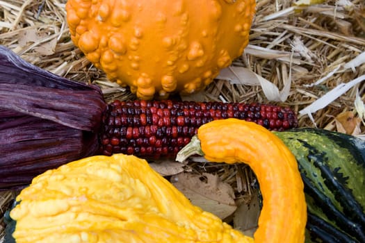 Gourds and Indian Corn during the fall season.