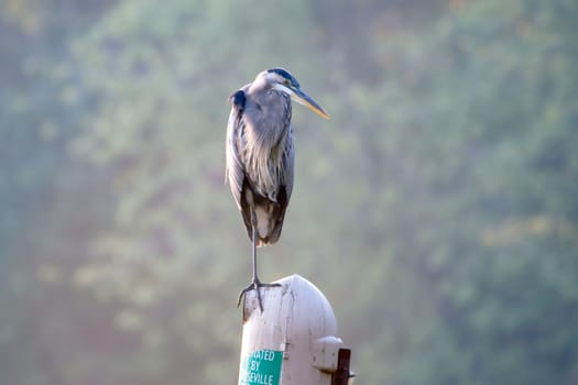 Great Blue Heron standing on a pond sign.