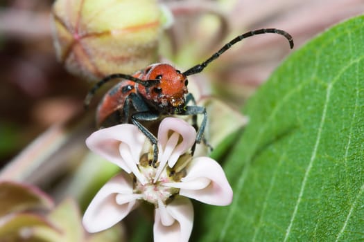 The Red Milkweed Beetle eating on a flower.