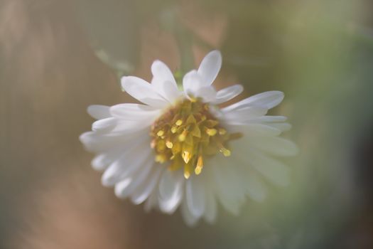 Beautiful soft daisy in a deamy state.