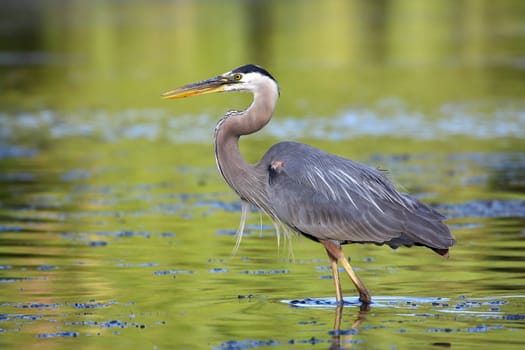 Great Blue Heron fishing searching for food.