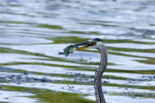 Bluegill gets Caught by a Great Blue Heron.